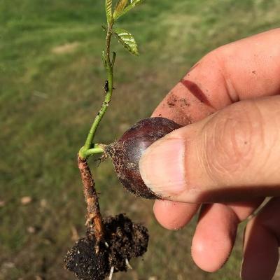 Castagnere germination chataigne