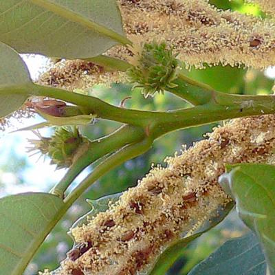 Châtaignier, fleurs femelles entourées de chatons males