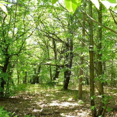 Chataigneraies du mas Castagnere en Cévennes