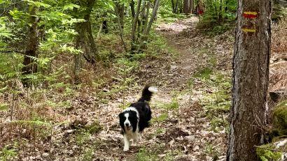 Chien castagnere cevennes