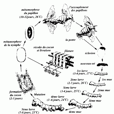 Le Cycle du vers à soie