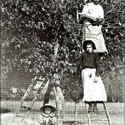 Ramassage de la feuille de mûrier