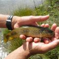 Peche