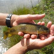 Peche