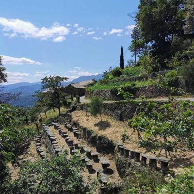 A la découverte d'un rucher tronc à proximté du gite Castagnère en Cévennes