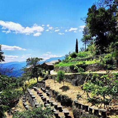 Ruches tronc aujac castagnere cevennes